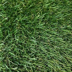 High Grass